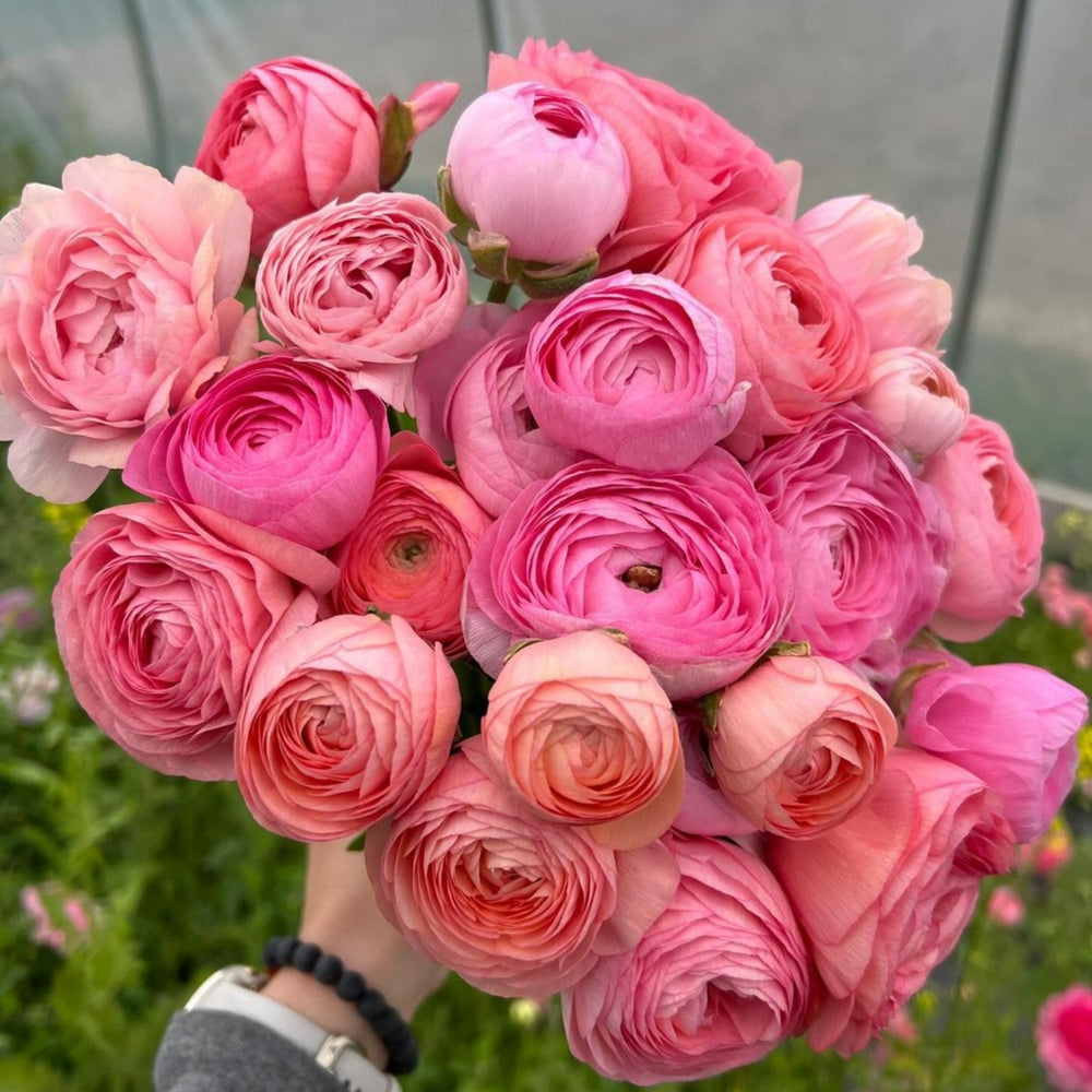 Ranunculus Highline Juliette Flower | X 20 Seeds – Veggie & Flower ...