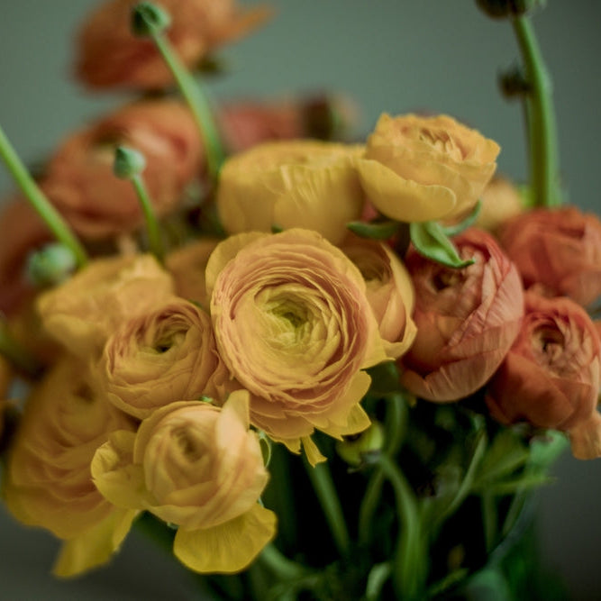 Ranunculus Highline Pastel Lemon Mix Flower | X 20 Seeds