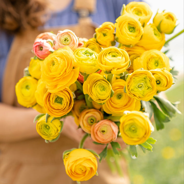 Ranunculus Highline Pergol Flower | X 20 Seeds