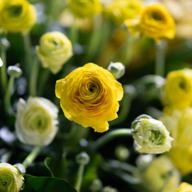 Ranunculus Highline Pergol Flower | X 20 Seeds