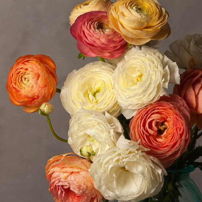 Ranunculus Highline Wedding Pastels Flower | X 20 Seeds