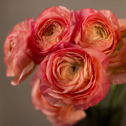 Ranunculus Italian Fablio Salmone Pink Flower Corms (Pack of 3) (NOT TO WA)