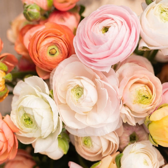 Ranunculus Premium Italian Fablio Pastello Flower Corms (Pack of 3) (NOT TO WA)