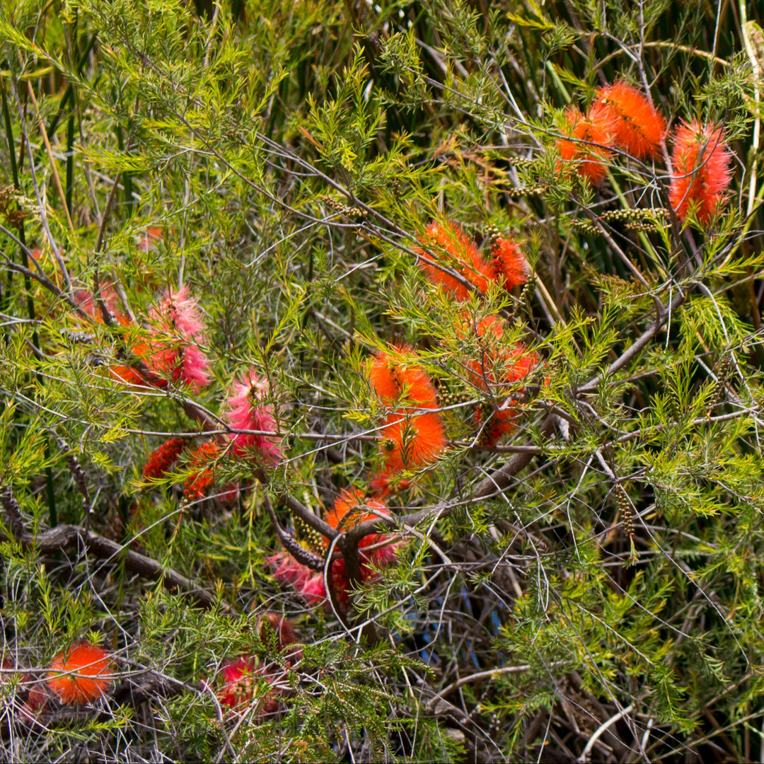 Robin Red Breast Bush Melaleuca lateritia Australian Native Flower | X 500 Seeds