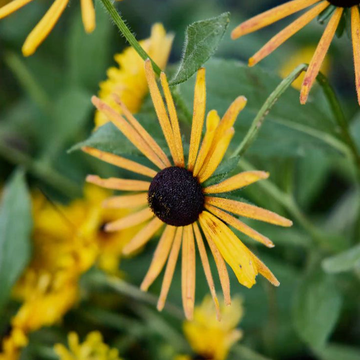Rudbeckia Chim Chiminee Flower | X 30 Seeds