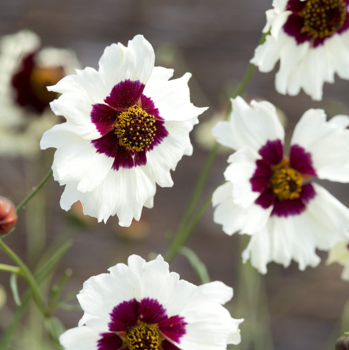 Coreopsis Incredible Swirl Flower | X 100 Seeds (NOT TO WA)