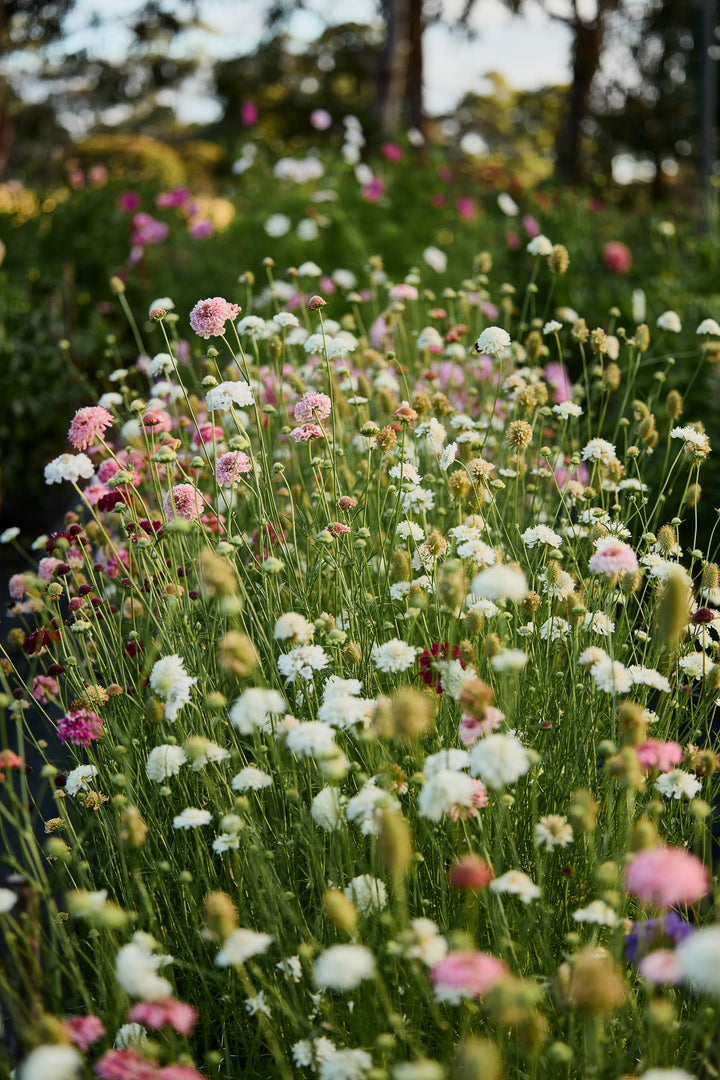 Scabiosa Snowmaiden Pincushion Flower | X 40 Seeds