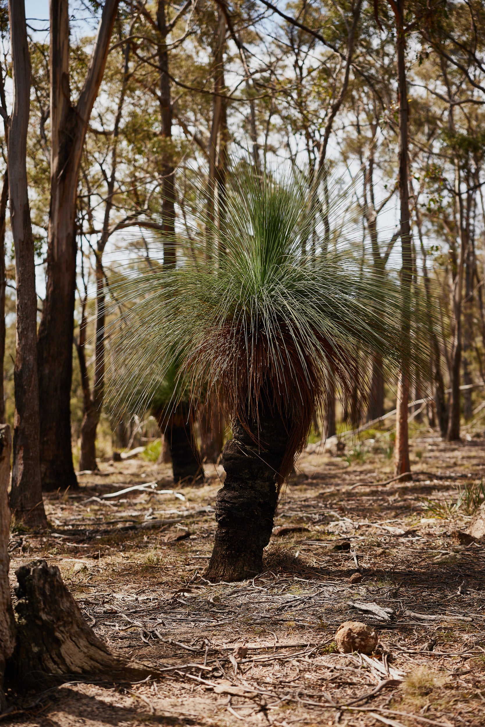 Xanthorrhoea on sale