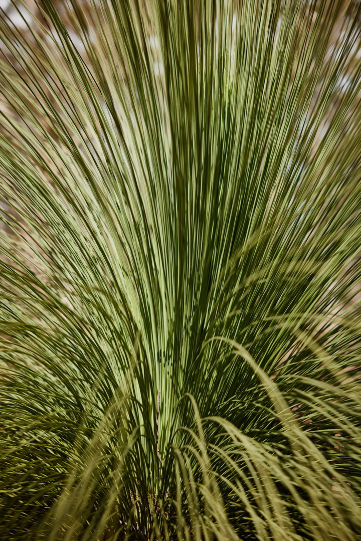 Grass Tree Xanthorrhoea Johnsonii Australian Native | X 15 Seeds