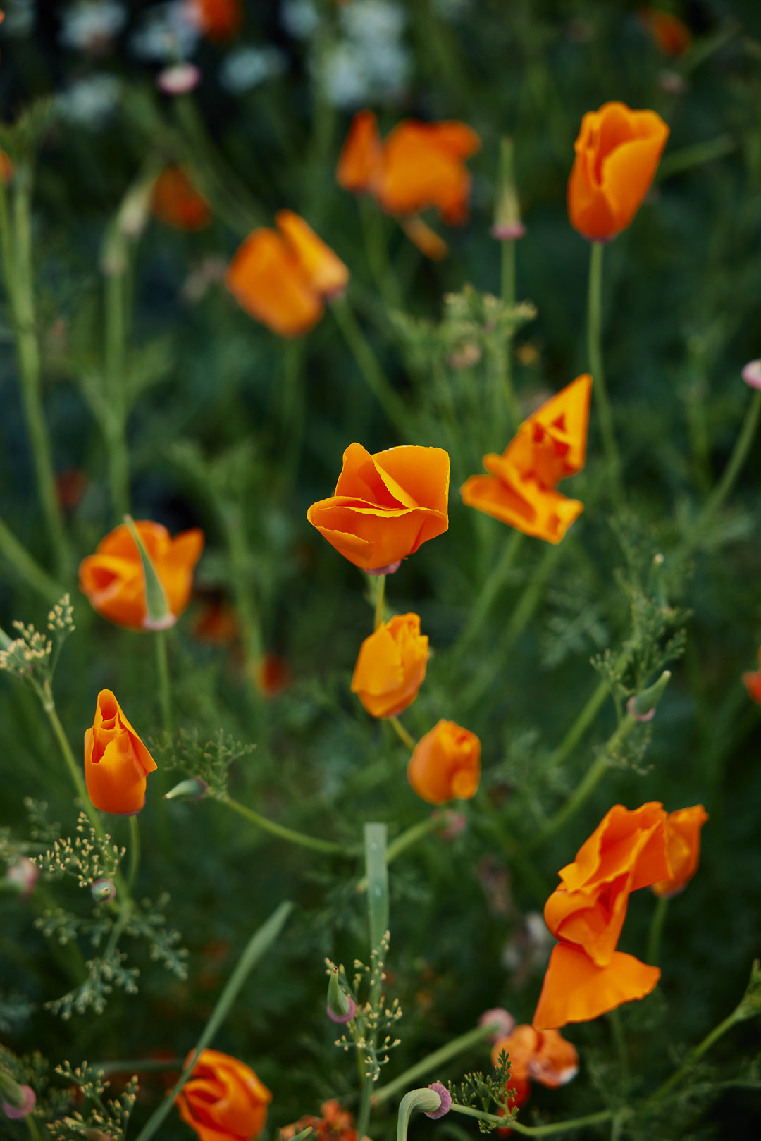 California Poppy Aurantiaca Orange Flower | X 150 Seeds