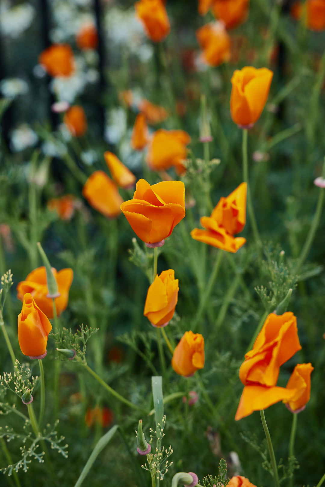 California Poppy Aurantiaca Orange Flower | X 150 Seeds