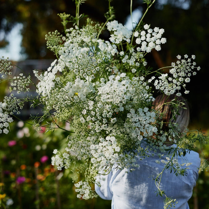 White Dill Ammi 'False Queen Anne's Lace' Flower | x 300 Seeds