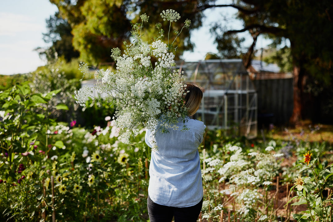 White Dill Ammi 'False Queen Anne's Lace' Flower | x 300 Seeds