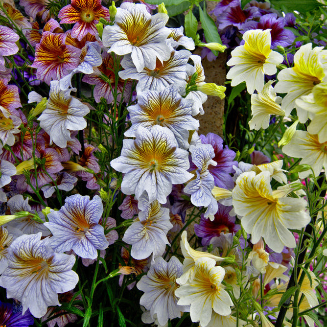 Salpiglossis Superbissima Mix Flower | X 200 Seeds