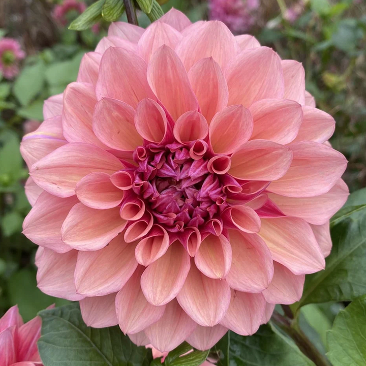 Dahlia Lucy Goosey Tuber (NOT TO WA)