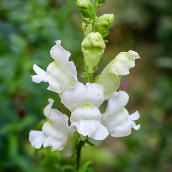 Snapdragon Costa White Flower | X 50 Seeds