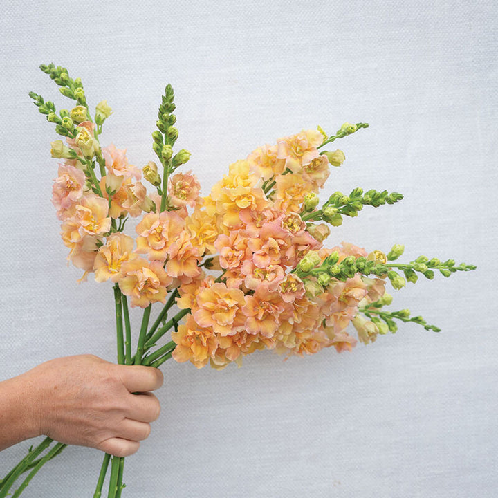 Snapdragon Double Frappe Apricot Flower | X 50 Seeds