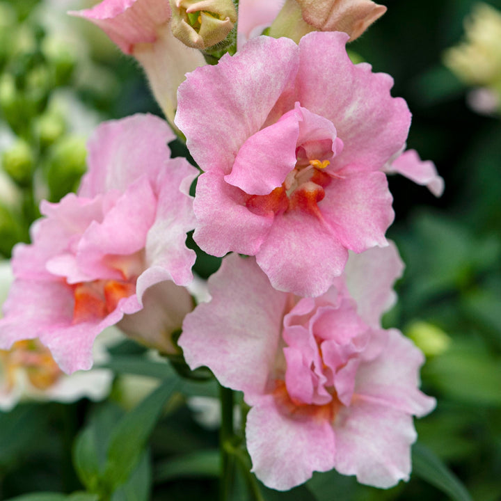 Snapdragon Doubleshot Appleblossom Flower | X 50 Seeds