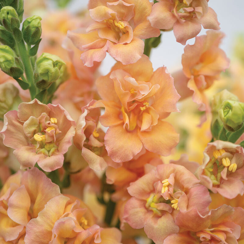 Snapdragon Double Frappe Apricot Flower | X 50 Seeds