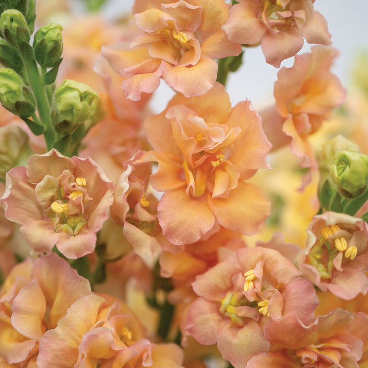 Snapdragon Double Frappe Apricot Flower | X 50 Seeds