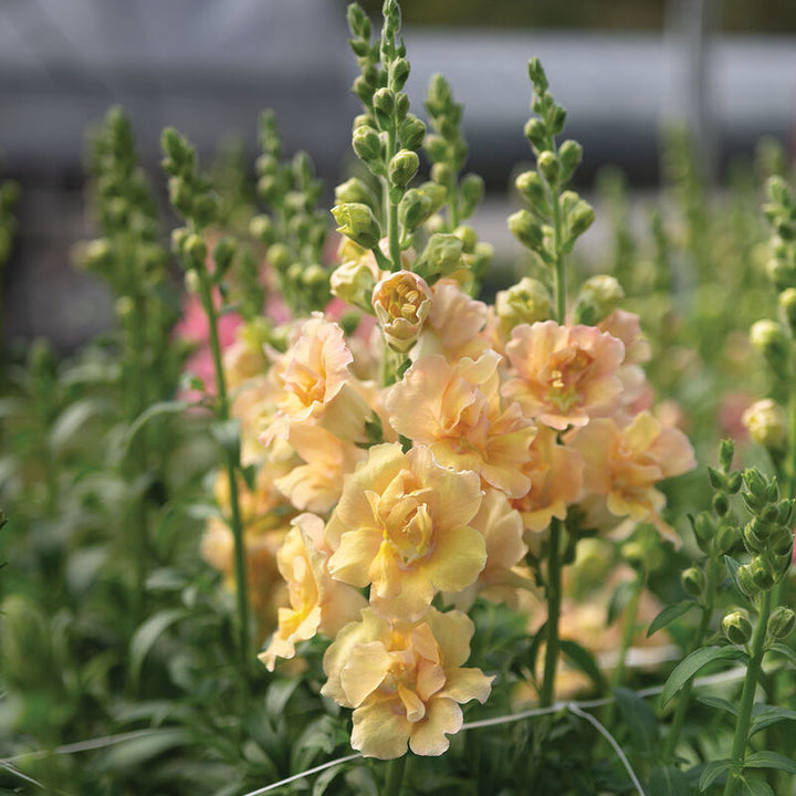 Snapdragon Double Frappe Apricot Flower | X 50 Seeds