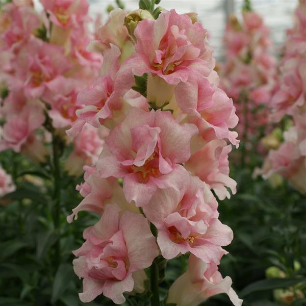 Snapdragon Doubleshot Appleblossom Flower | X 50 Seeds