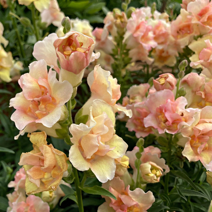 Snapdragon Doubleshot Peach Flower | X 50 Seeds
