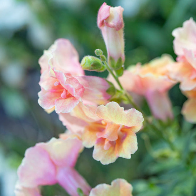 Snapdragon Doubleshot Peach Flower | X 50 Seeds