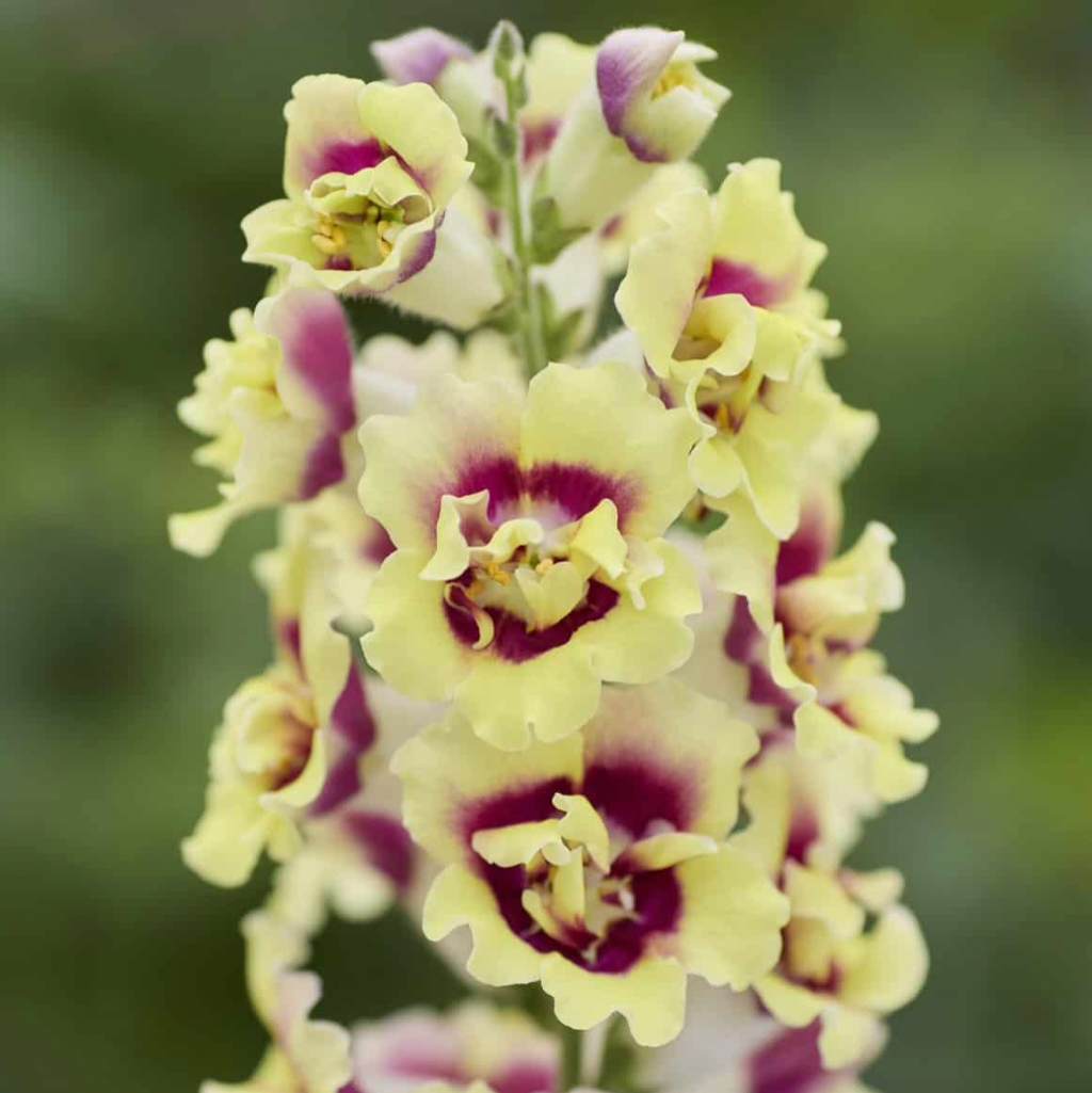 Snapdragon Doubleshot Yellow Red Heart Flower | X 50 Seeds
