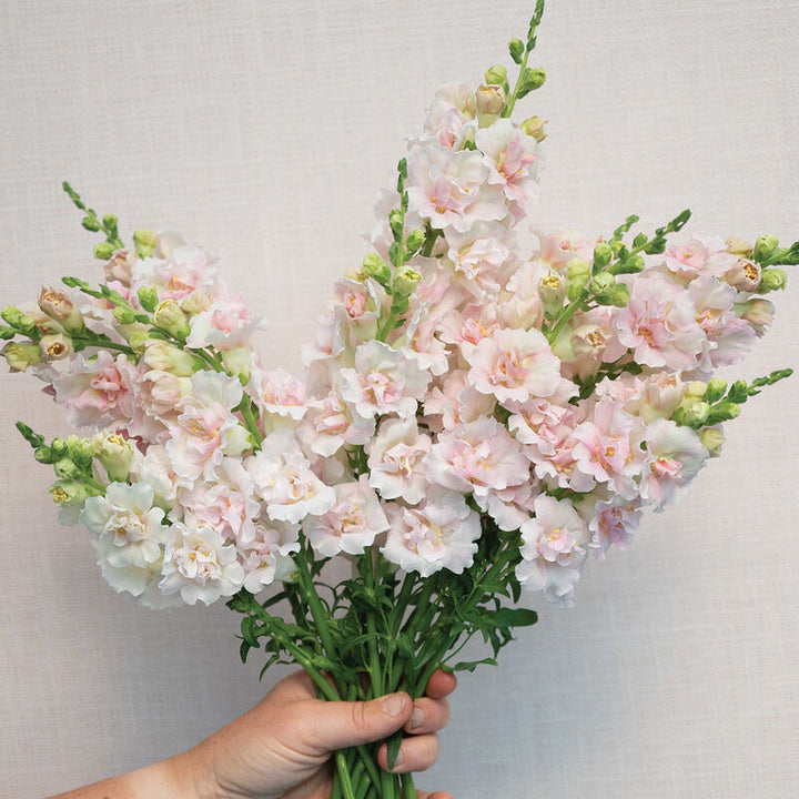 Snapdragon Frappe Light Pink Flower | X 50 Seeds