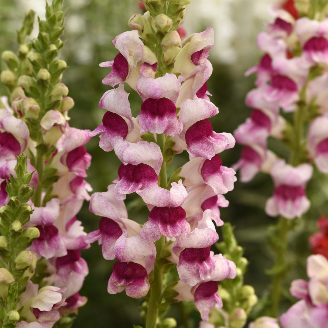 Snapdragon Potomac Plumblossom Flower | X 50 Seeds