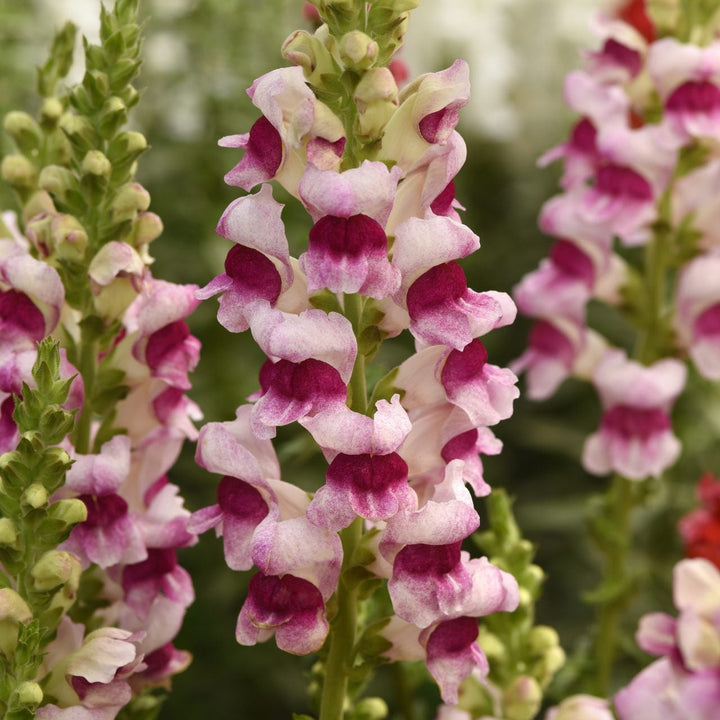 Snapdragon Potomac Plumblossom Flower | X 50 Seeds