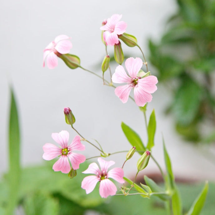 Saponaria Pink Beauty Flower | X 100 (NOT TO WA) – Veggie & Flower ...