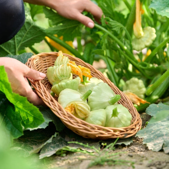 Squash Scallop Bennings Green Tint Vegetable | X 15 Seeds
