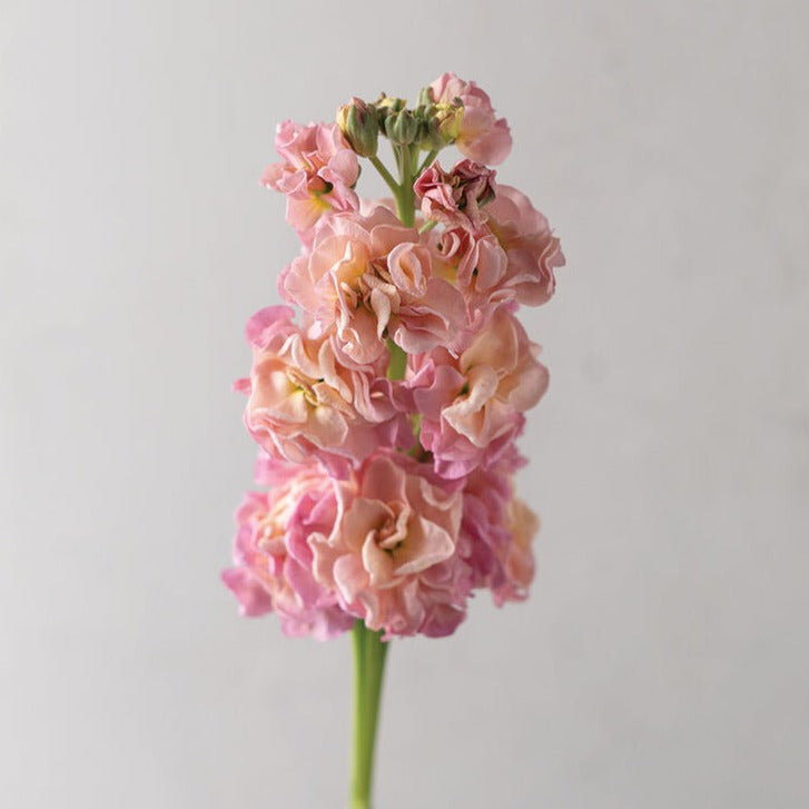 Stock StoX Champagne Flower | X 30 Seeds – Veggie & Flower Garden Seeds