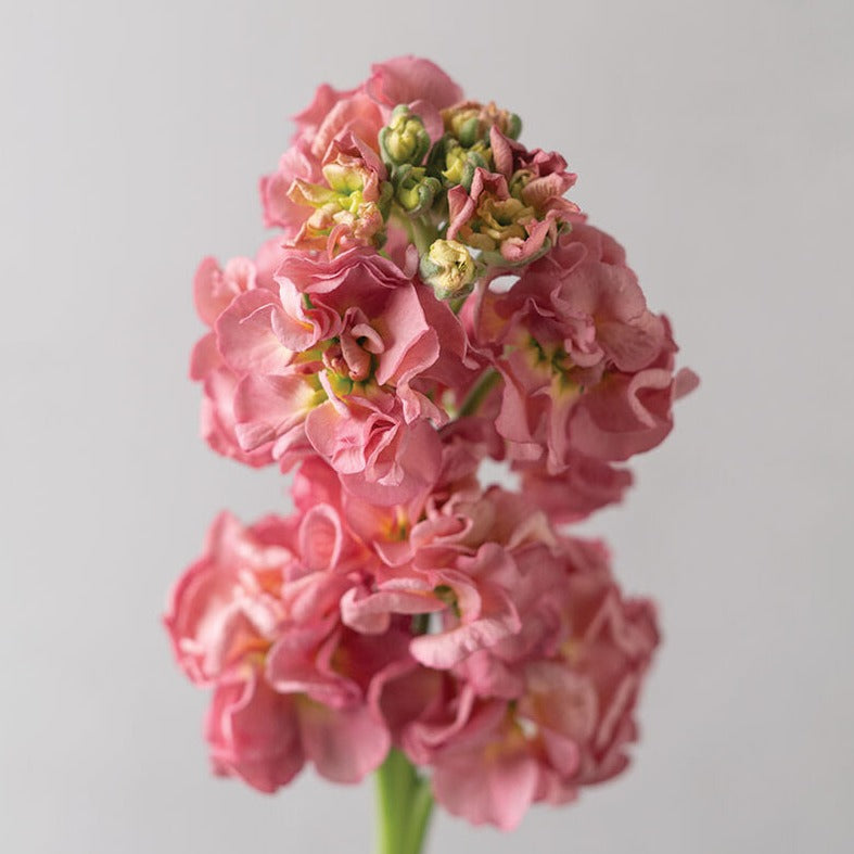 Stock StoX Antique Rose Flower | X 30 Seeds – Veggie & Flower Garden Seeds