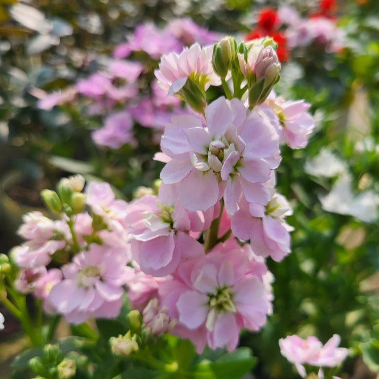 Stock Giant Column Malmaison Pink Flower | X 50 Seeds