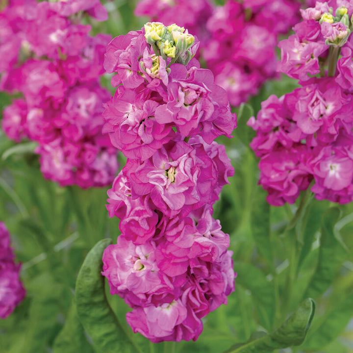Stock StoX Deep Rose Flower | X 30 Seeds