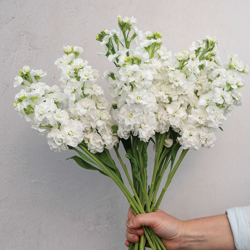 Stock StoX White Flower | X 30 Seeds