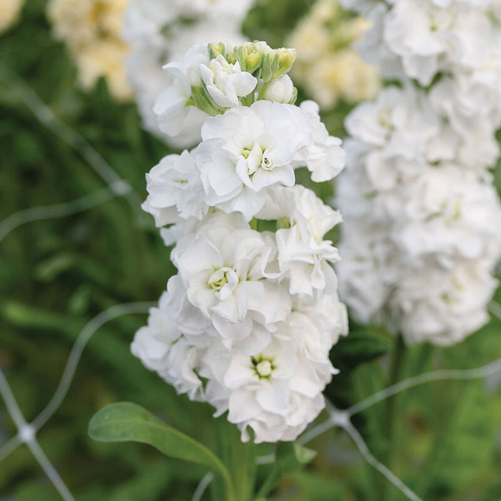 Stock StoX White Flower | X 30 Seeds