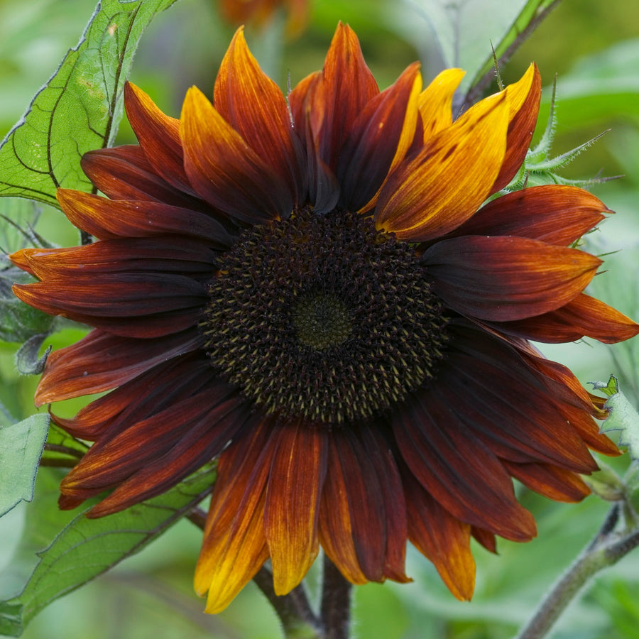 Sunflower Flower Seeds – Veggie & Flower Garden Seeds
