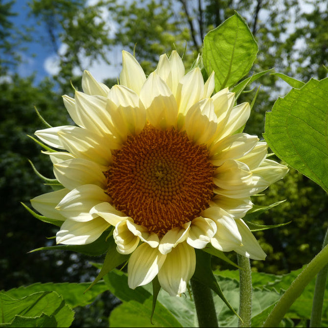 Sunflower Ice Queen Flower | X 15 Seeds
