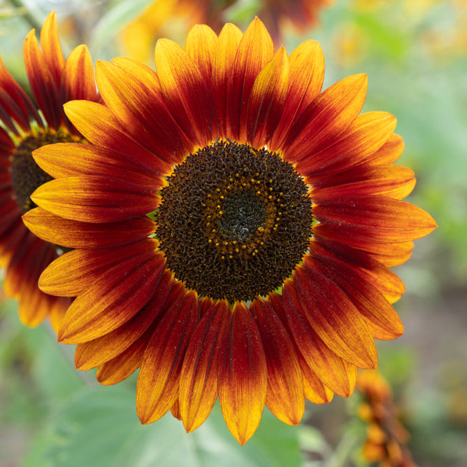 Sunflower Sonnet Branching Flower | X 15 Seeds – Veggie & Flower Garden ...