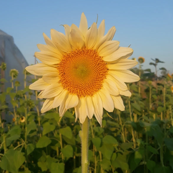 Sunflower Ice Queen Flower | X 15 Seeds