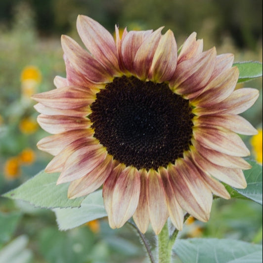 Sunflower Lilac Monarch Flower | X 15 Seeds