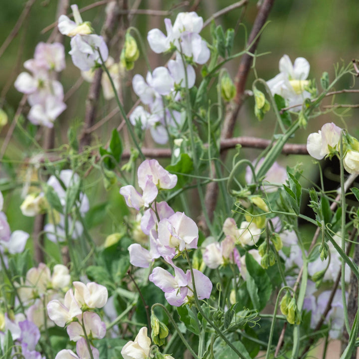 Sweet Pea Old Times Flower | X 15 Seeds