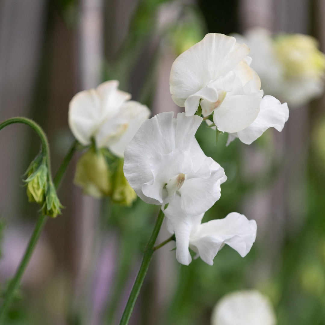 Sweet Pea Aoraki Flower | X 10 Seeds