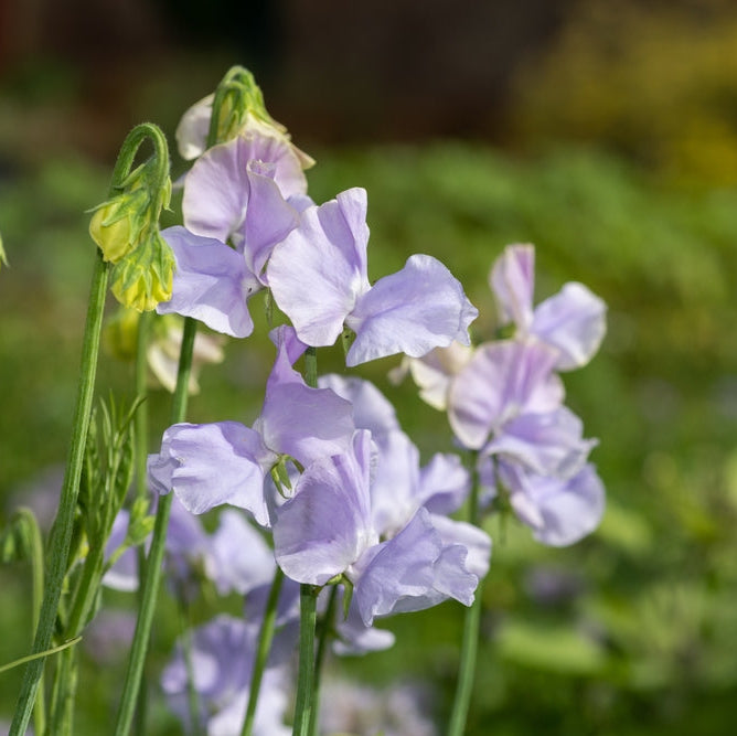 Sweet Pea Chelsea Centenary Flower | X 10 Seeds