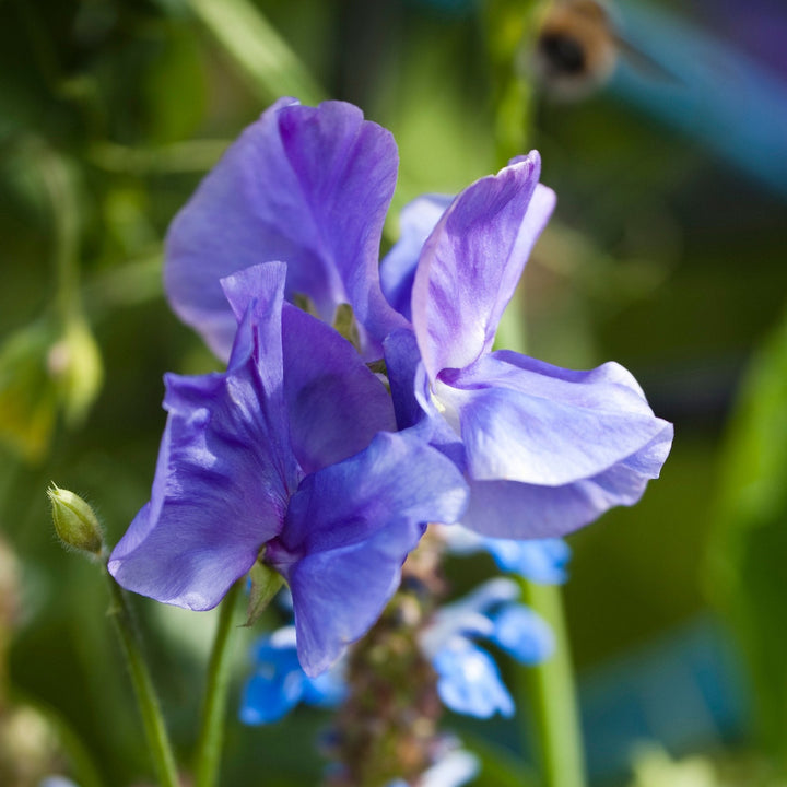 Sweet Pea Elegance Mid Blue Flower | X 15 Seeds