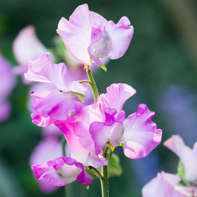 Sweet Pea Gwendoline Flower | X 10 Seeds